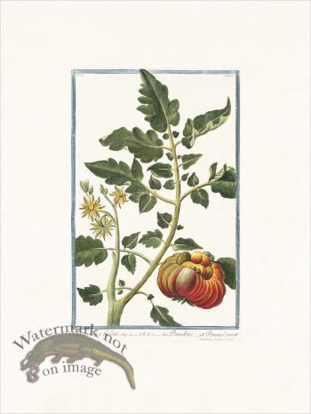 Bonelli 162 Tomato